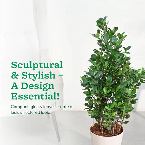 Ficus Moclame XL