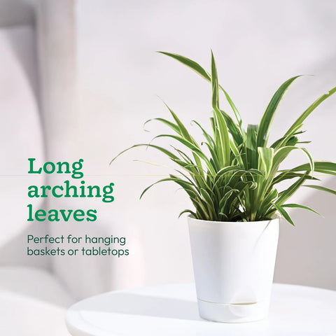 Chlorophytum Spider Plant - Reverse