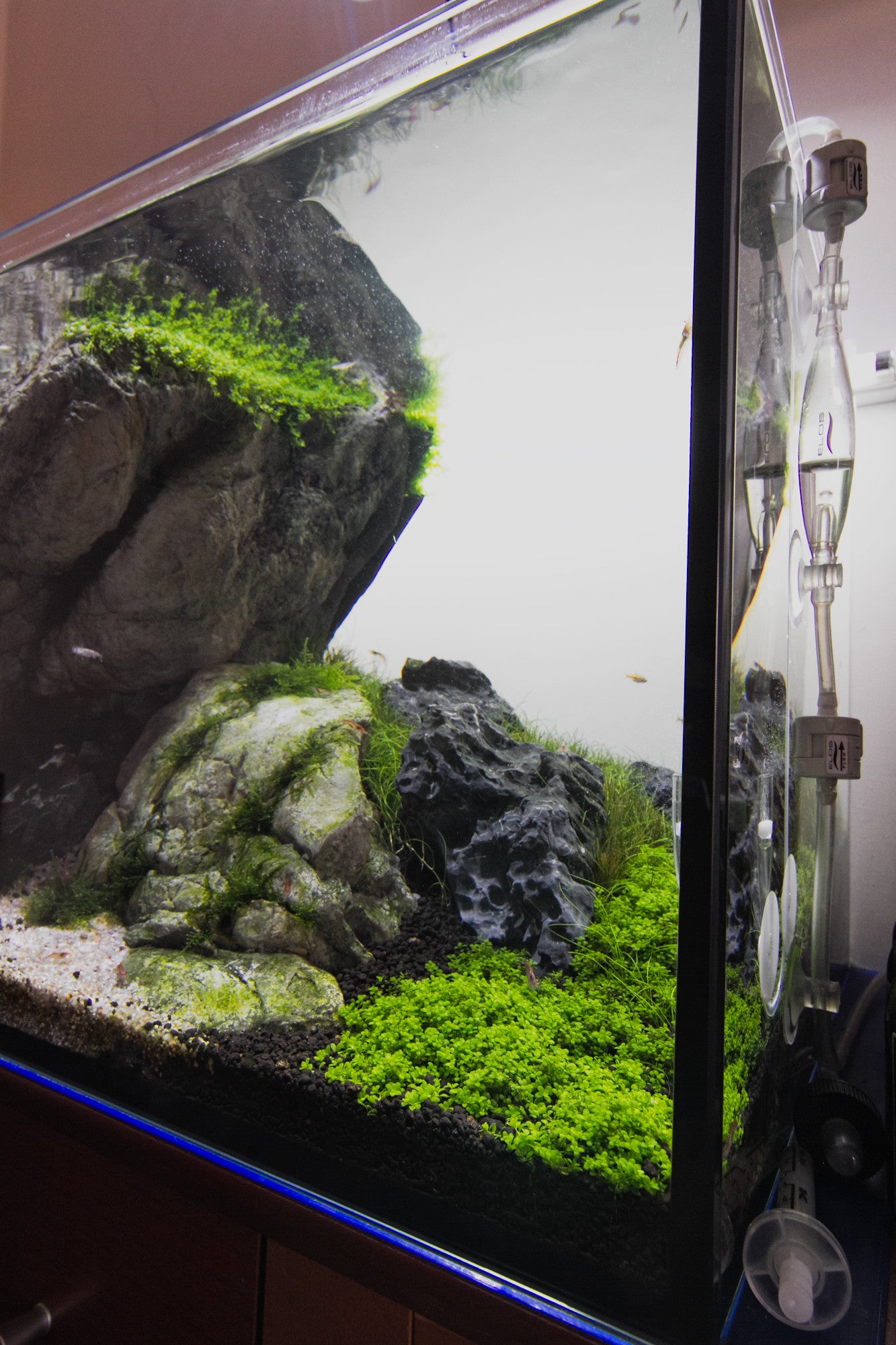 Aquarium Setup & Maintenance