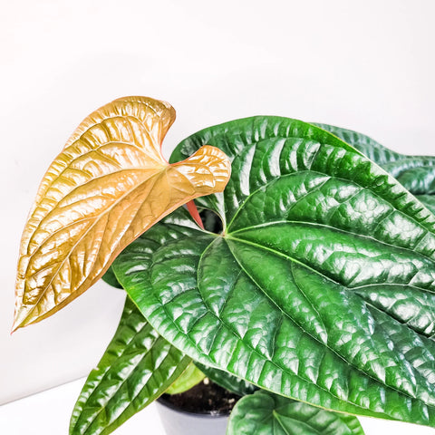 Anthurium Radicans x Luxirians