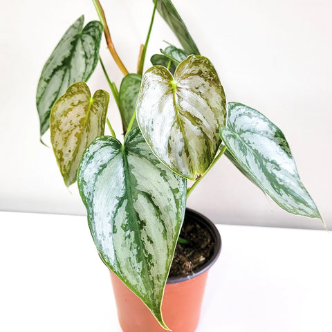 Philodendron Brandtianum - Brandi
