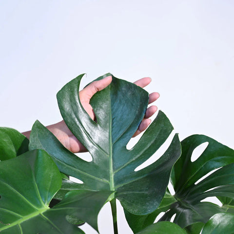 Monstera Deliciosa