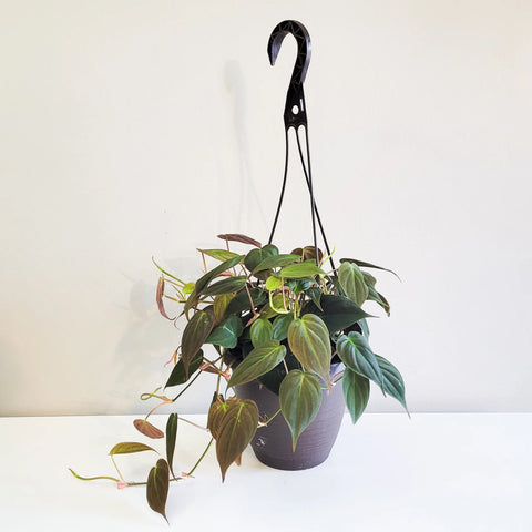 Philodendron Micans