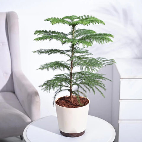 Norfolk Pine