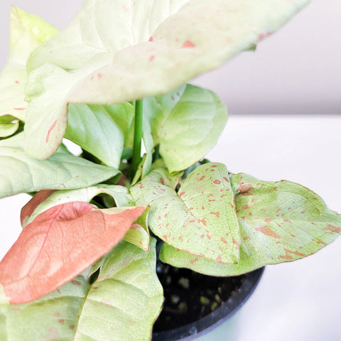Syngonium Confetti