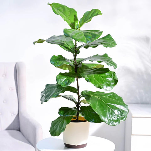 Fiddle Leaf Fig