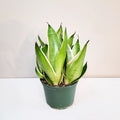 Sansevieria Trifasciata - Night Owl
