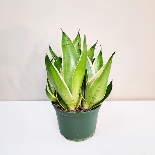 Sansevieria Trifasciata - Night Owl