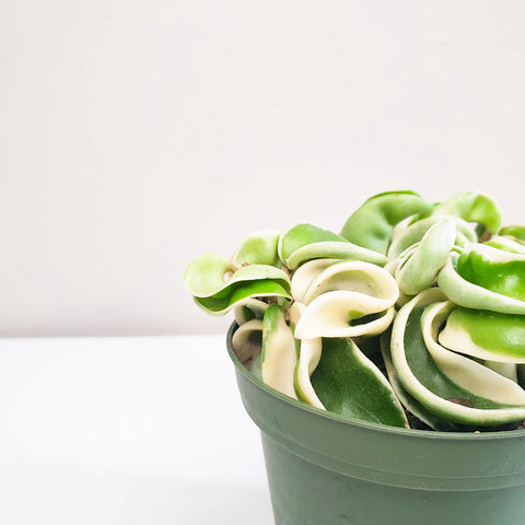 Hoya Carnosa Compacta - Hindu Rope
