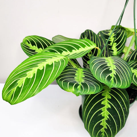 Maranta Leuconeura - Lemon Lime Prayer