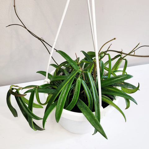 Hoya Shepherdii