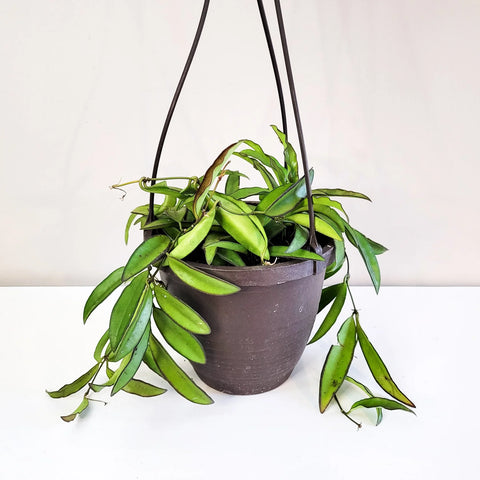 Hoya Wayetti