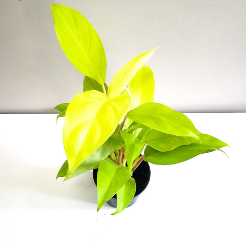 Philodendron Lemon Lime (Upright)
