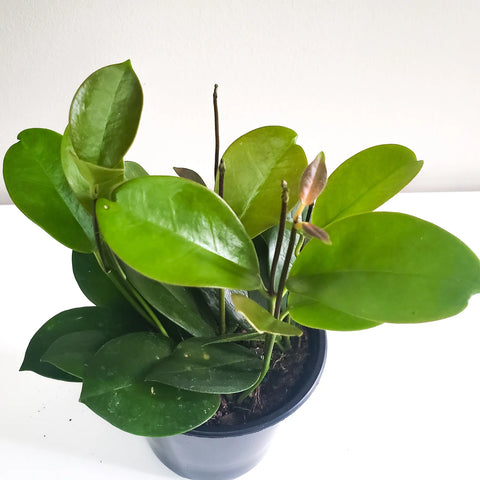 Hoya Australis