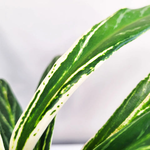 Aglaonema Commutatum - Rice