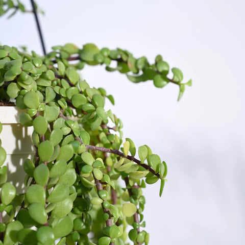 Weeping Jade