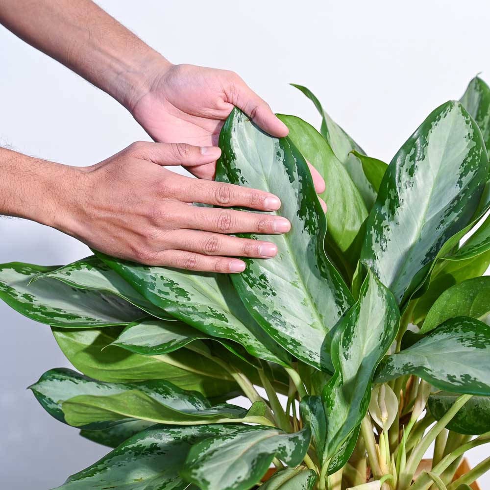 Aglaonema Manila Beauty XL