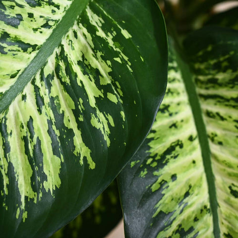 Dieffenbachia Tropic Snow XL