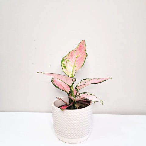 Aglaonema Pink Beauty