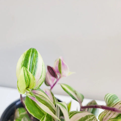 Tradescantia Zebrina Quadricolour