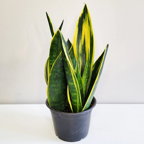 Sansevieria Yellow Flame