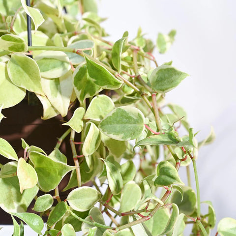 Peperomia Obtusifolia - Variegated