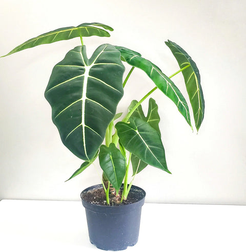 Alocasia Micholitziana - Frydek
