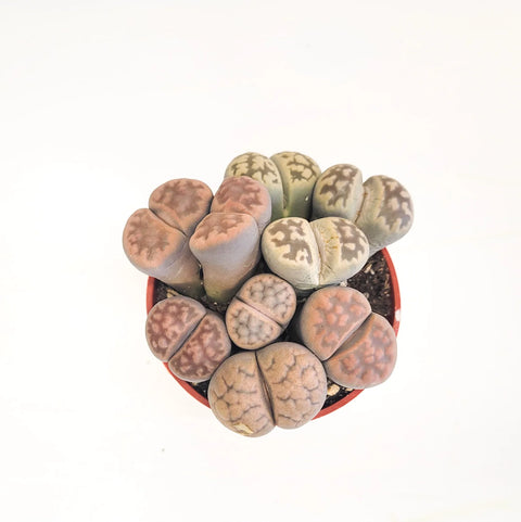 Lithops Fulviceps - Living Stones