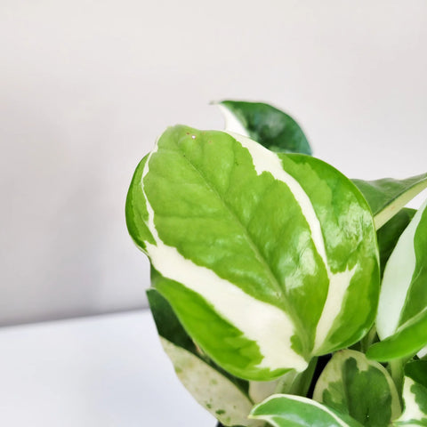 Epipremnum Aureum - N'Joy Pothos
