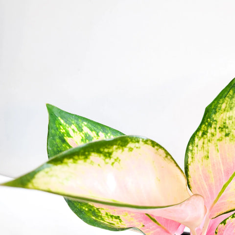 Aglaonema Commutatum - Pink Pearl