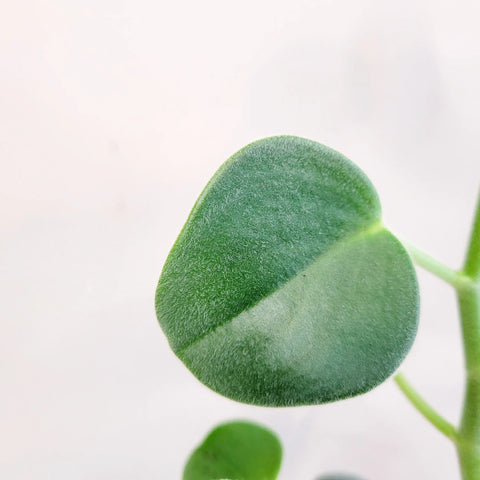 Peperomia Incana
