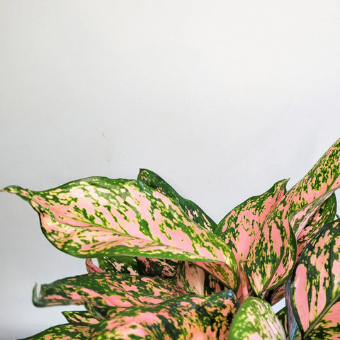 Aglaonema Commutatum - Valentine