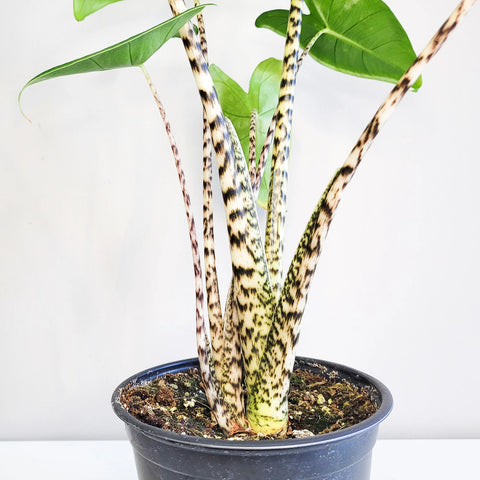 Alocasia Zebrina