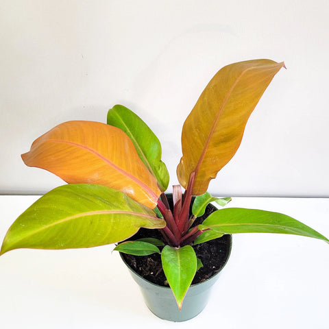 Philodendron Prince of Orange