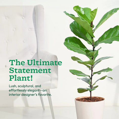 Fiddle Leaf Fig XL
