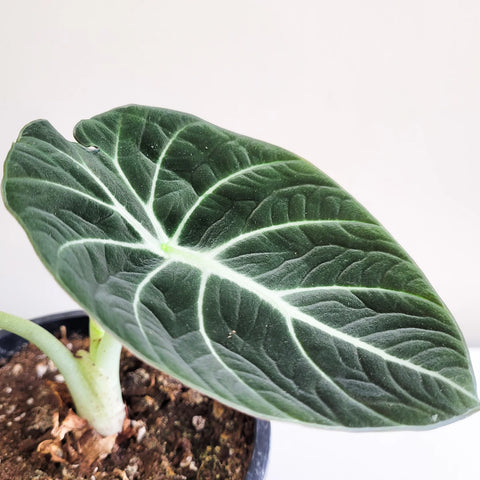 Alocasia Reginula - Black Velvet