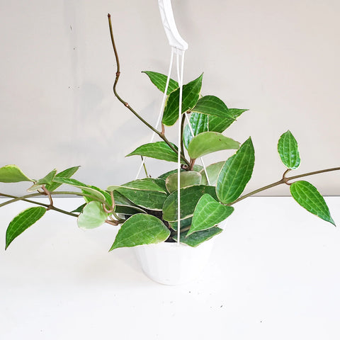 Hoya Latifolia Variegata