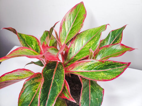 Aglaonema Siam Aurora