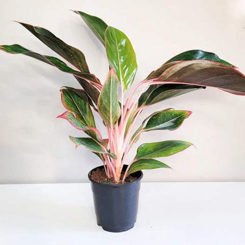 Aglaonema Commutatum - Pink Diamond
