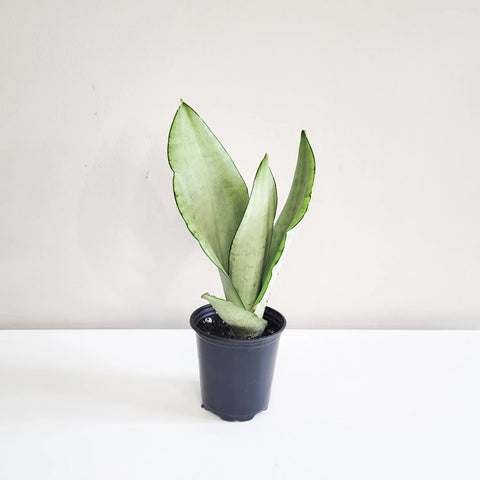 Sansevieria Moonshine