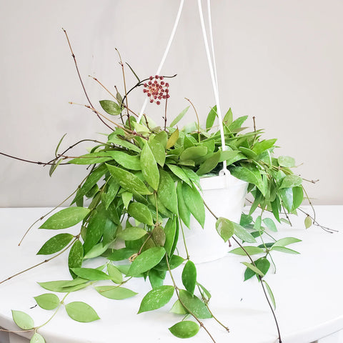 Hoya Gracilis (Memoria)