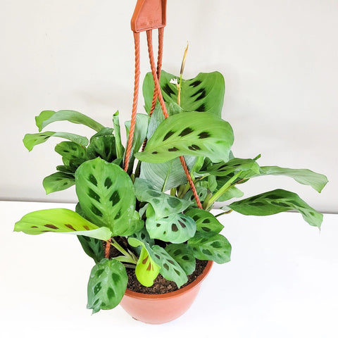 Maranta Leuconeura - Green Prayer
