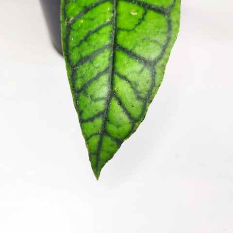 Hoya Callistophylla