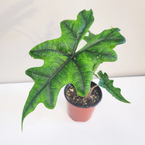 Alocasia Jacklyn