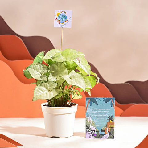 Syngonium White Butterfly