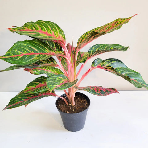 Aglaonema Commutatum - Rubi