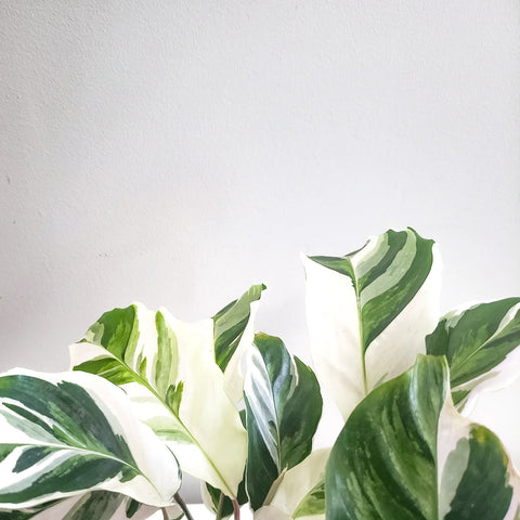 Calathea Lietzei - White Fusion