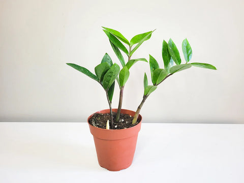 Dwarf ZZ Plant