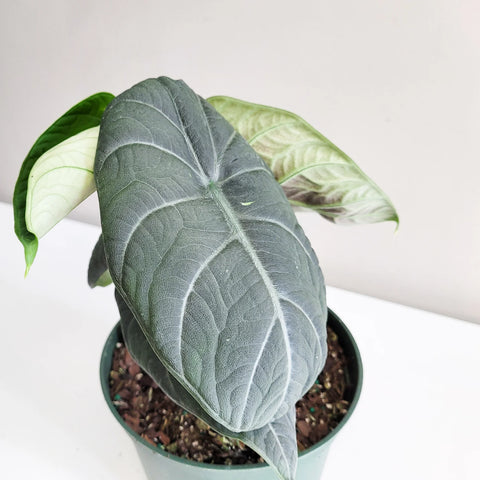 Alocasia Maharani