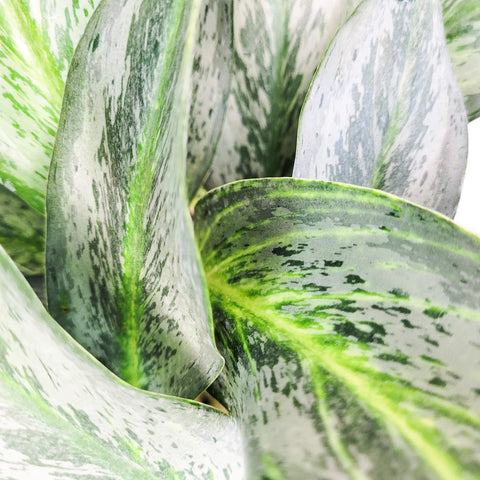 Aglaonema Commutatum - Electric Lime